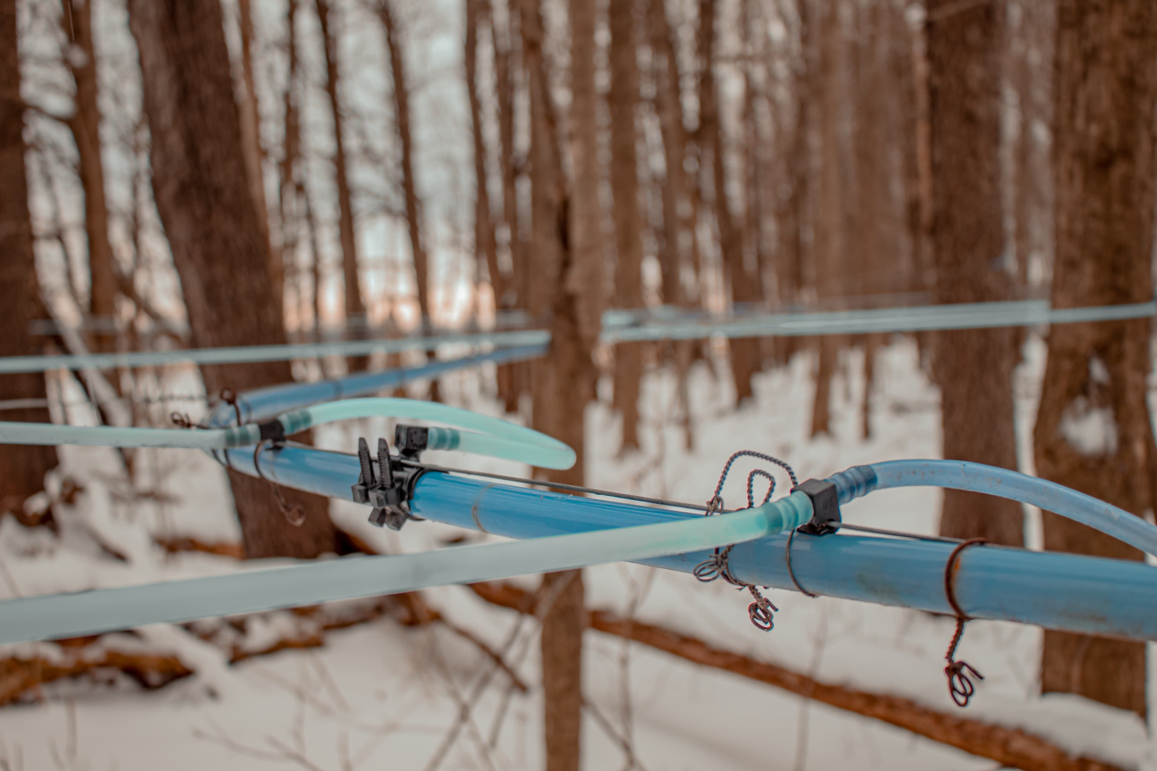 Aerial view of the sugar bush