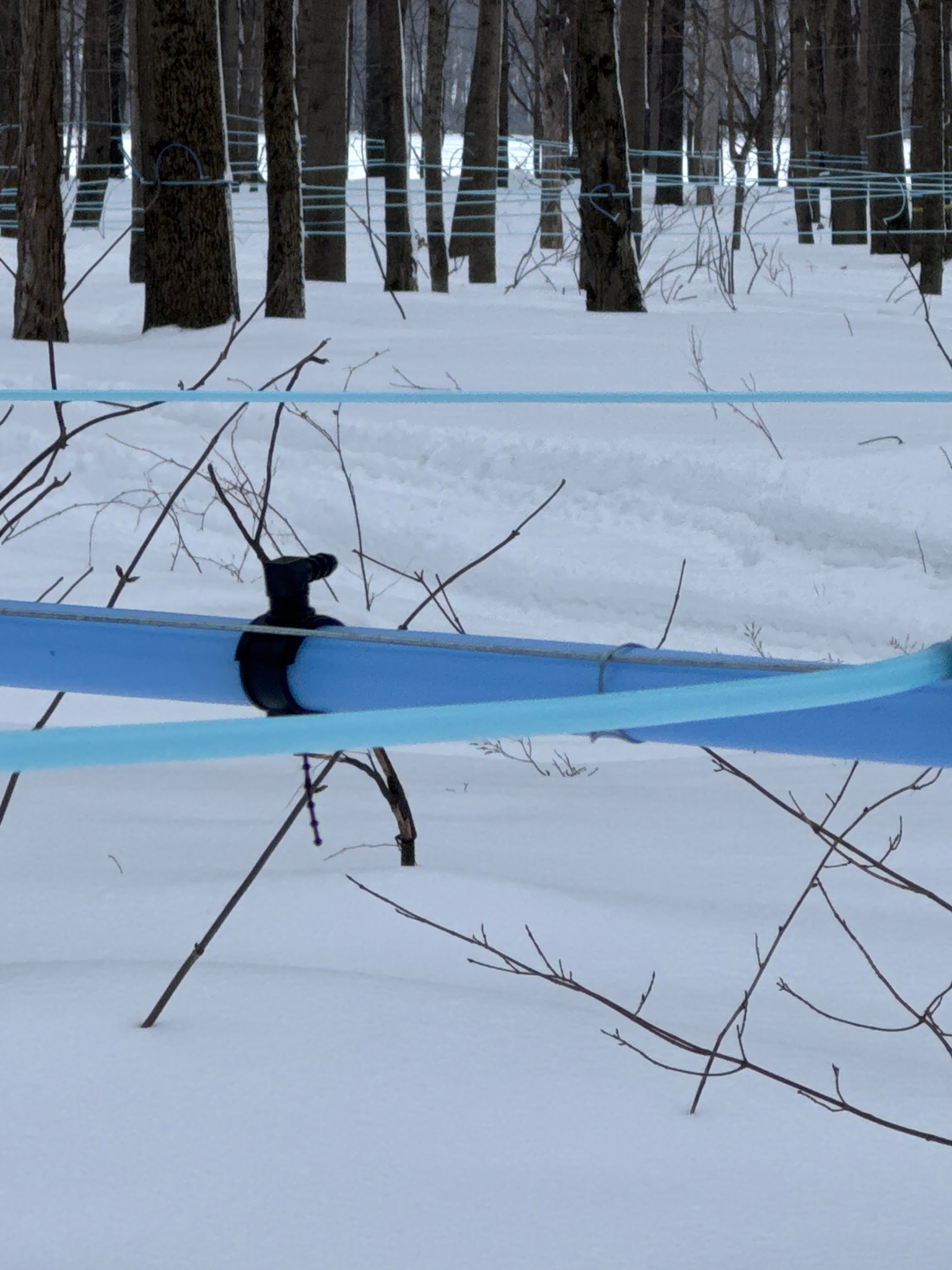 Aerial view of the sugar bush