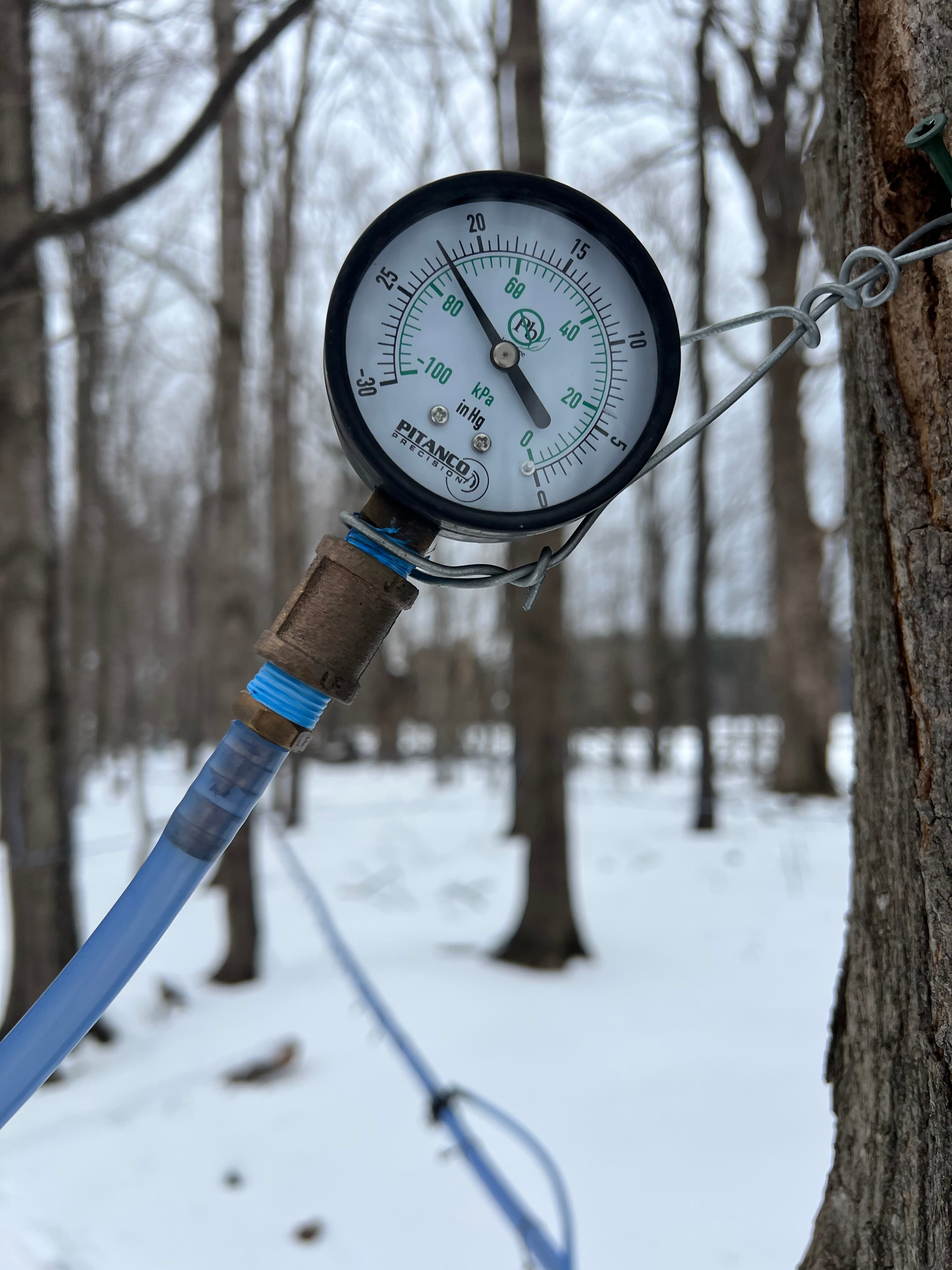 Guests visiting the sugarhouse